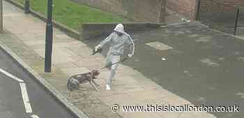 RSPCA appeal after man filmed 'kicking dog' in Islington