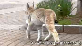 Junger Luchs in Braunlage eingefangen