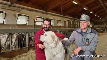 Italiener ohne Furcht: Hirte lässt Riesenhunde auf Bären los