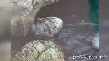 Frau verliert iPhone im Zoo – Otter lässt seine Wut am Handy aus und der Anblick ist zum Schlapplachen