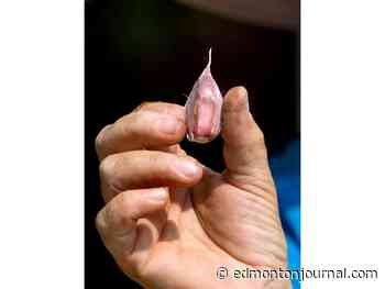 Growing Things: Garlic on the ’A’ list 