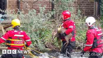 Firefighters rescue 'Bambi' from Salisbury river