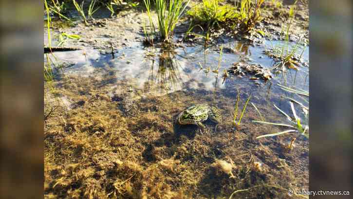 Northern leopard frog population thriving in B.C. wetlands