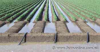 Cotton growers double water productivity but more can be done