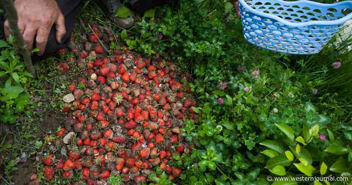Mystery Condition with 100% Death Rate Hits Strawberry Farms, Half a Million Plants Lost Already
