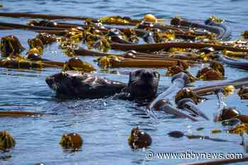 B.C.’s kelp forests battle climate change, offer crucial environmental resources