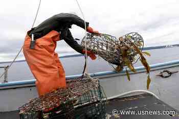 New Federal Program Targets Abandoned Crab, Lobster Traps