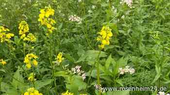 Dritte Auflage der Blühflächenpatenschaftsübernahme in Unterwössen