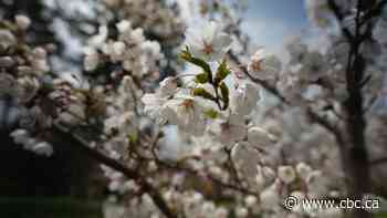 Toronto's cherry blossoms are in bloom early this year