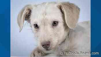 Nearly 100 dogs rescued from Weld County hoarding case