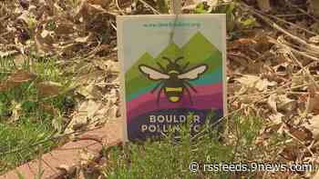 Toss the turf and help native bees