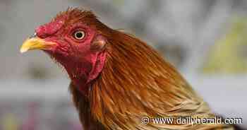 Looking for a place to roost: DuPage County Animal Services needs homes for 19 roosters