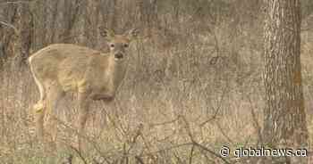 Organizations pushing for accelerated conservation efforts in Canada