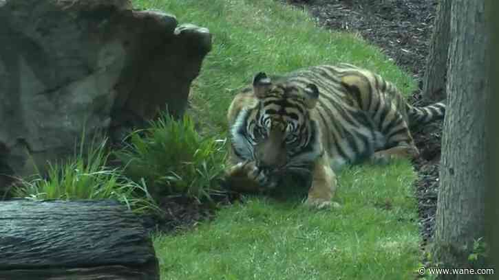 Fort Wayne Children's Zoo previews new attractions, opening day features