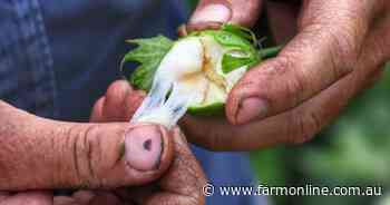 What's driving the cotton market?