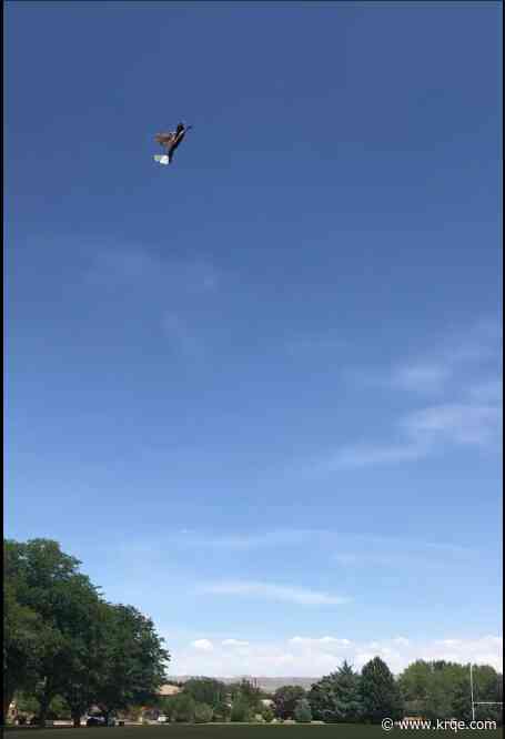 New Mexico Tech researchers using dead birds for biodrones