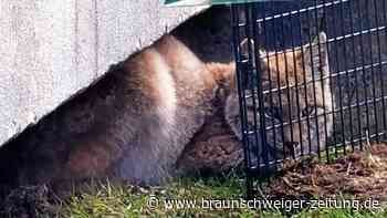 Junger Luchs in Braunlage eingefangen