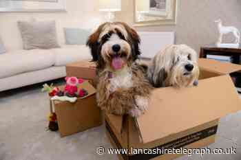 Top tips for a stress-free house move for pets in Lancashire