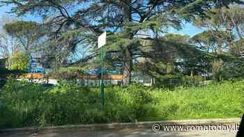 In attesa del nuovo bando per la cura del verde a Roma nord marciapiedi e giardini sono giungle