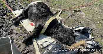 Bull rescued from drain ditch in County Durham by firefighters