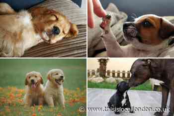 The dogs most vulnerable to theft - is your dog on the list?