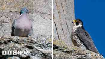 Ely Cathedral peregrine and pigeon in stand-off on tower