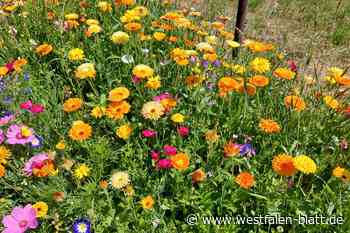 Start der Aktion „Blühende Landschaften“ in Hiddenhausen