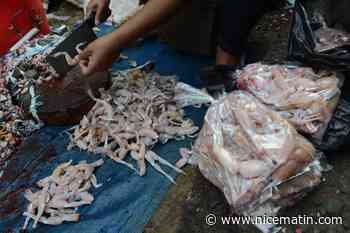 La foire aux grenouilles de Vittel fait bondir les écologistes