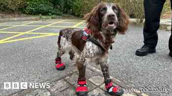 New fire dog joins West Midlands crews after predecessor's sudden death