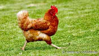 Ich wollt‘, ich hätt‘ ein Huhn: So funktioniert das Halten der Tiere im eigenen Garten