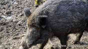 Caricato da un cinghiale davanti alle poste, il racconto: "Mi sono rinchiuso in un portone