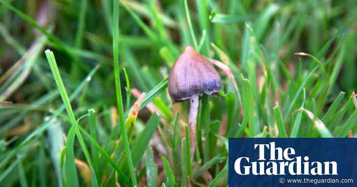 UK university launches postgraduate course in clinical use of psychedelics