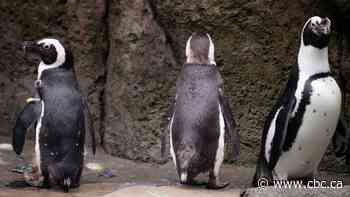 Edmonton becomes new home for Vancouver Aquarium penguins