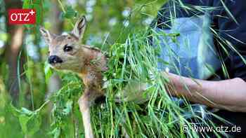 Jenaerin will Rehkitze vor Mähdrescher-Tod bewahren