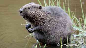 Berger Bürgermeister klagt über zu viele Biber