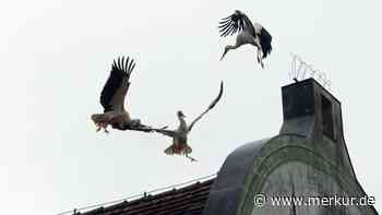 Kloster Benediktbeuern: Vier Störche kämpfen ums Nest