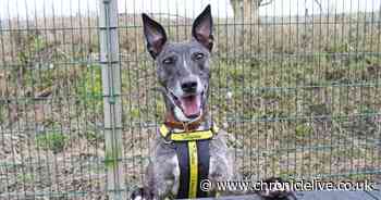 The beautiful Lurcher still looking for a forever home after six months in kennels