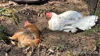 Toronto could pause its backyard chicken pilot program in light of bird flu cases