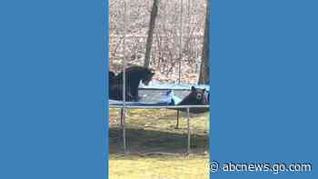 WATCH:  Group of bears bounce on trampoline
