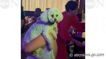 WATCH:  Dog dances with bride on her special day