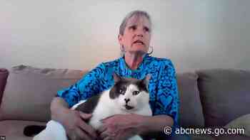 WATCH:   'Largest cat' finds forever home after going viral