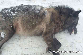 Wolf cull deemed inhumane after B.C. government releases ‘disturbing’ photos