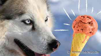 „Hundefreunde aufgepasst“: Eisdiele in Augsburg bietet Eis für Vierbeiner in Begleitung an