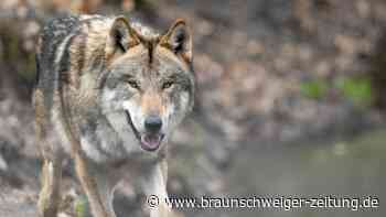 "Eskalierende Probleme": Dobrindt warnt vor Wolf und Bär