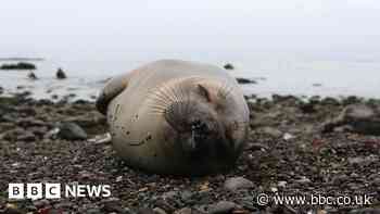 Northern elephant seals sleep in the deep to avoid predators