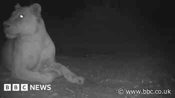 'Extinct' lion spotted in Chad national park