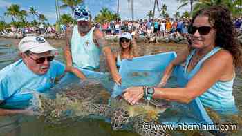 Sea Turtles' Release Helps Mark Earth Day in the Florida Keys