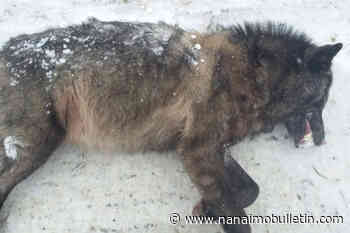 Wolf cull deemed inhumane after B.C. government releases ‘disturbing’ photos