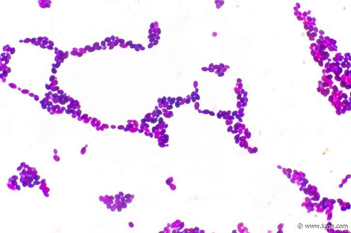 If Candida auris is drug-resistant, how do you kill it?