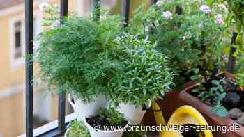 Blumenkasten bepflanzen: Diese Kräuter dürfen nicht zusammen
